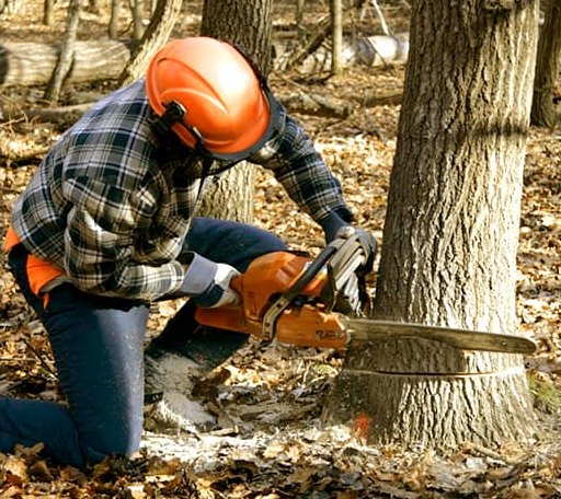 Tree Removal in Scipio, UT